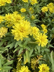 Chrysanthemum morifolium