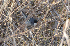 Microspingus melanoleucus