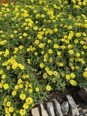 Chrysanthemum morifolium
