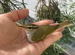 Phylloscopus coronatus