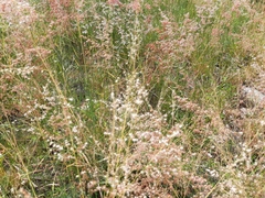 Melinis repens