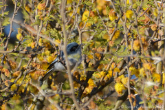 Polioptila dumicola