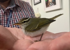 Phylloscopus coronatus