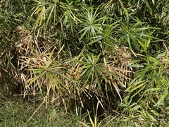 Cyperus alternifolius