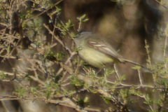 Serpophaga