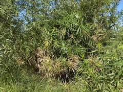 Cyperus alternifolius