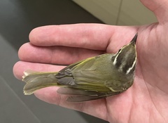 Phylloscopus coronatus