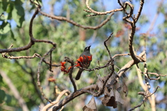 Stomiopera unicolor