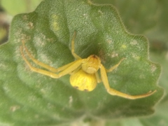 Thomisidae