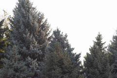 Picea pungens