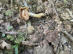 Cortinarius distans