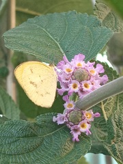 Eurema elathea flavescens