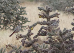 Oreoscoptes montanus