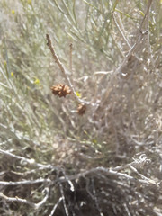 Rhopalomyia utahensis