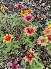 Coreopsis grandiflora