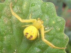 Thomisidae