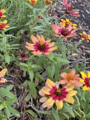 Coreopsis grandiflora