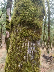 Dendroalsia abietina