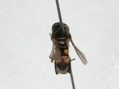Syrphidae