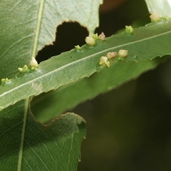 Aculus