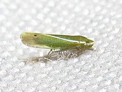 Alconeura fulminea
