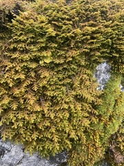 Dendroalsia abietina