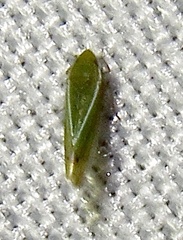 Alconeura fulminea