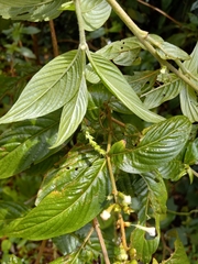 Gonzalagunia hirsuta