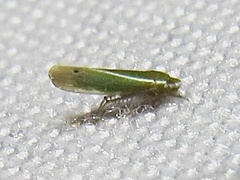 Alconeura fulminea