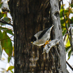 Daphoenositta chrysoptera