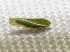 Alconeura fulminea