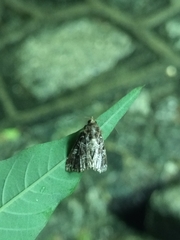 Callopistria exotica