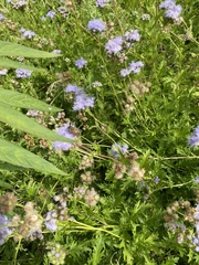 Conoclinium dissectum