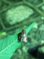 Callopistria exotica