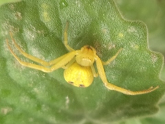 Thomisidae