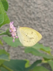 Eurema elathea flavescens