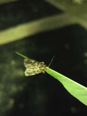 Callopistria exotica