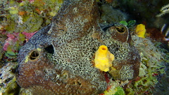 Smenospongia conulosa