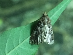 Callopistria exotica