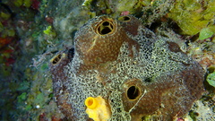 Smenospongia conulosa