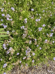 Conoclinium dissectum