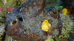 Smenospongia conulosa