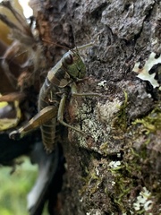 Booneacris glacialis