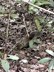 Sciurus deppei