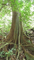 Tachigali panamensis