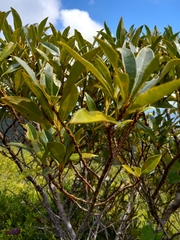 Sideroxylon salicifolium
