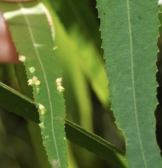 Aculus