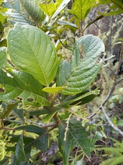Rubiaceae