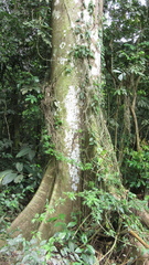 Ceiba pentandra