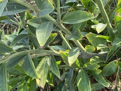 Ziziphus jujuba